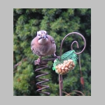 Garrulus glandarius - Eichelhaeher 02.jpg